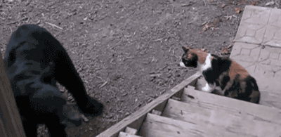 Bala #175