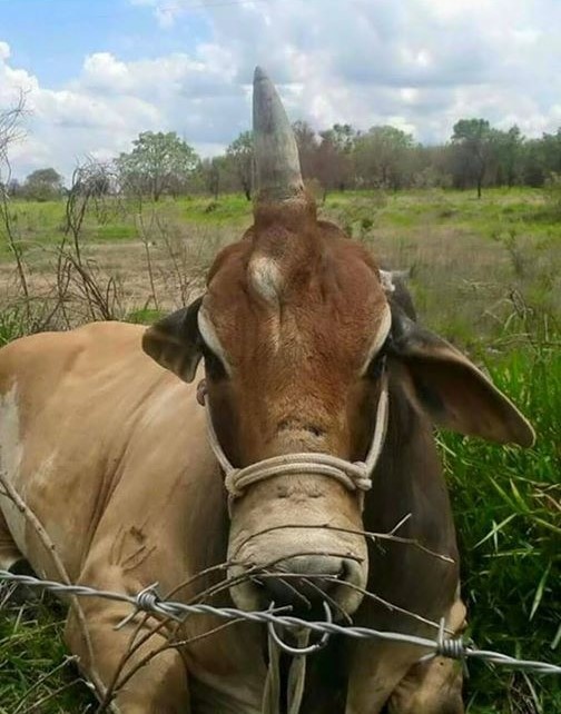Bala #2574