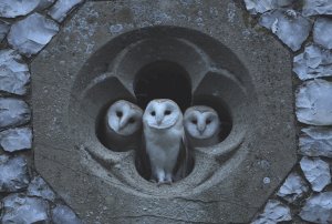 Bala #3077