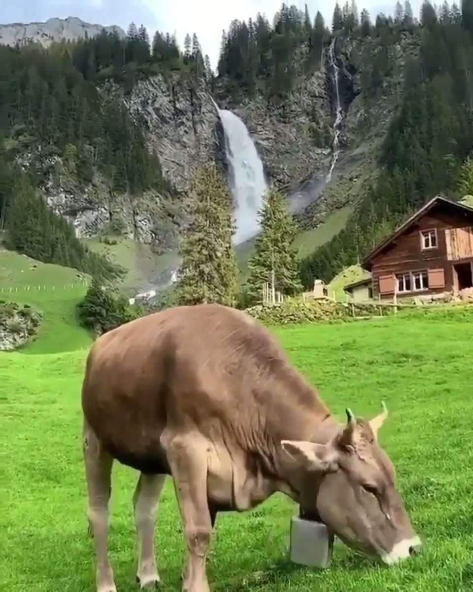 Bala #7640