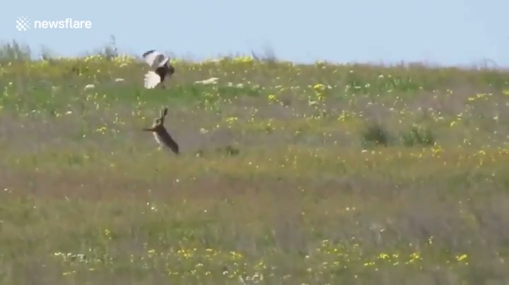 Bala #10178