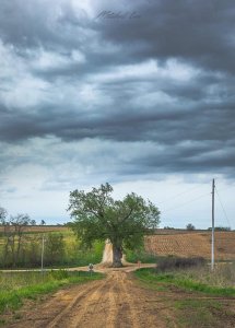Bala #10859