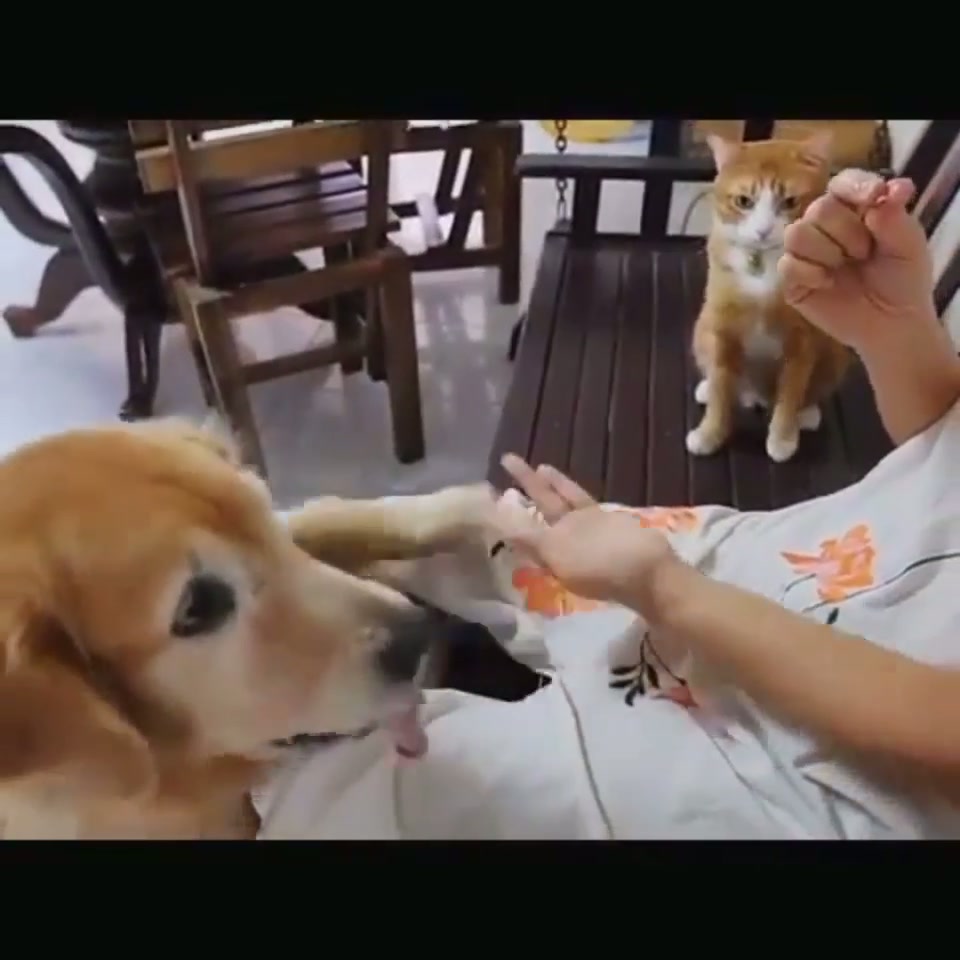 Cat practises his moves while waiting his turn