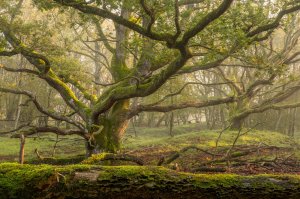 Found these old trees in a forest close to my house in The Netherlands (2000x1333)[OC]