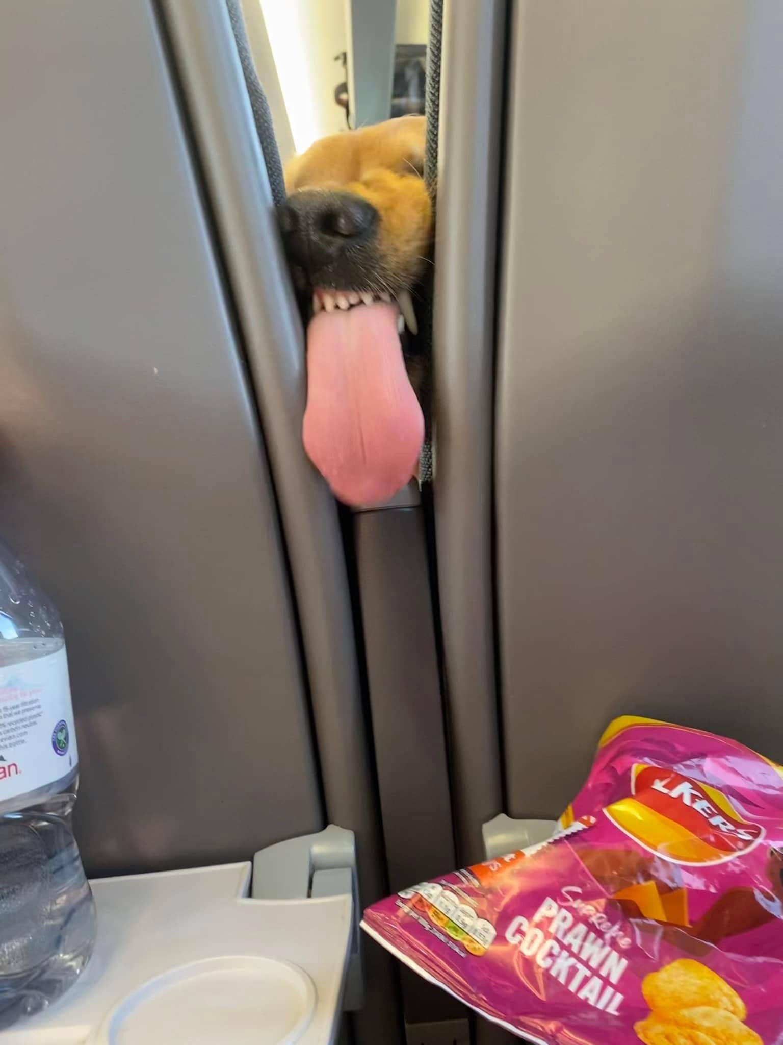 Looks like someone in the seat in front can smell the chips.