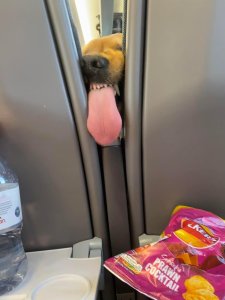 Looks like someone in the seat in front can smell the chips.
