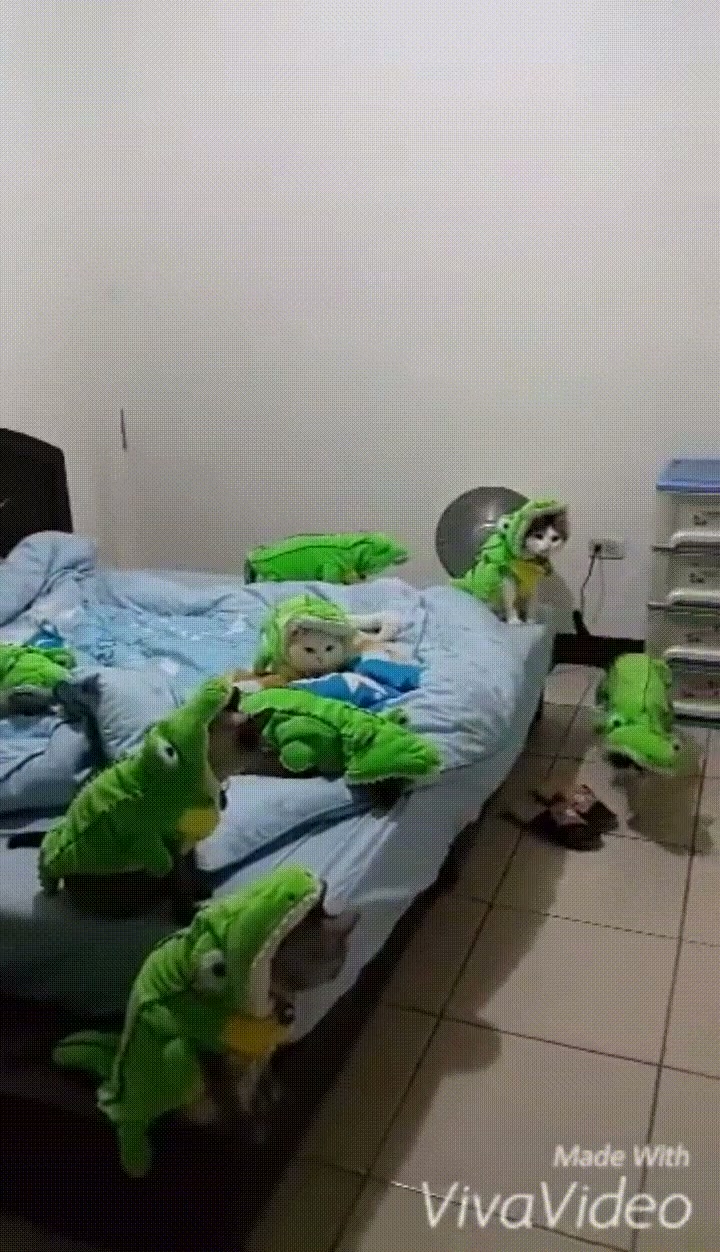 Beware of the catigators