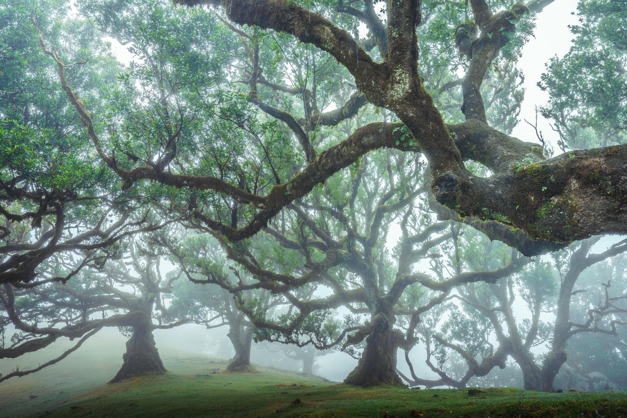 Most amazing trees I have ever seen on Madeira Island, Portugal (2000x1333)[OC]