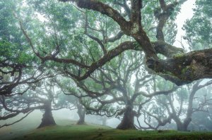 Most amazing trees I have ever seen on Madeira Island, Portugal (2000x1333)[OC]