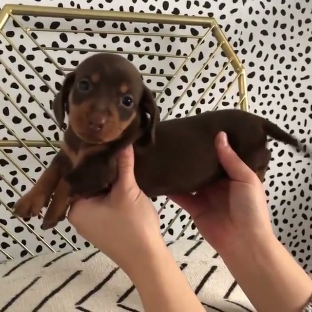 This little dog