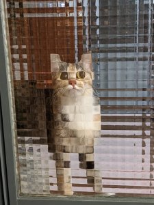 The cat looks pixelated because of the windows.