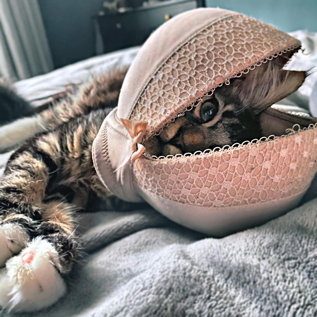 pOOr cat gETS trAPped in a fAtAl BooBY TRAp