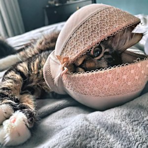 pOOr cat gETS trAPped in a fAtAl BooBY TRAp