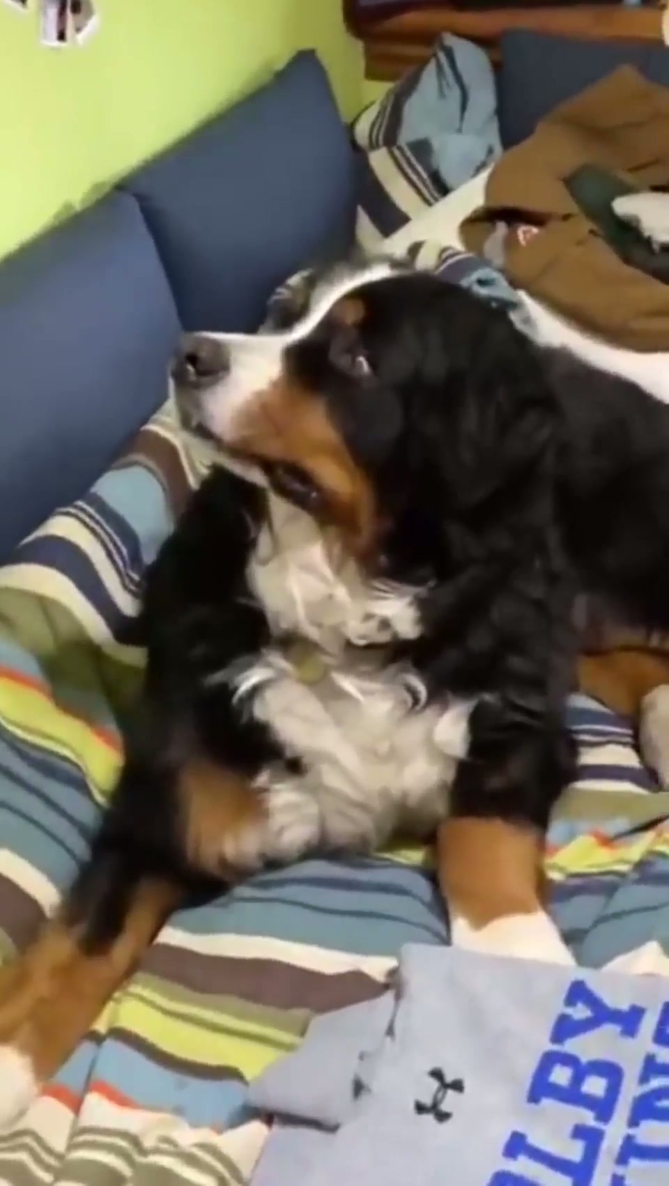 Dog spots a deer