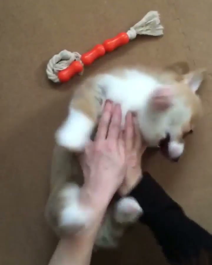 Cute Corgi - GIF on