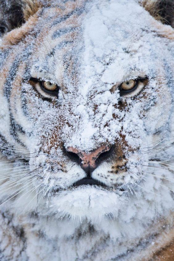 Siberian Tiger covered in snow