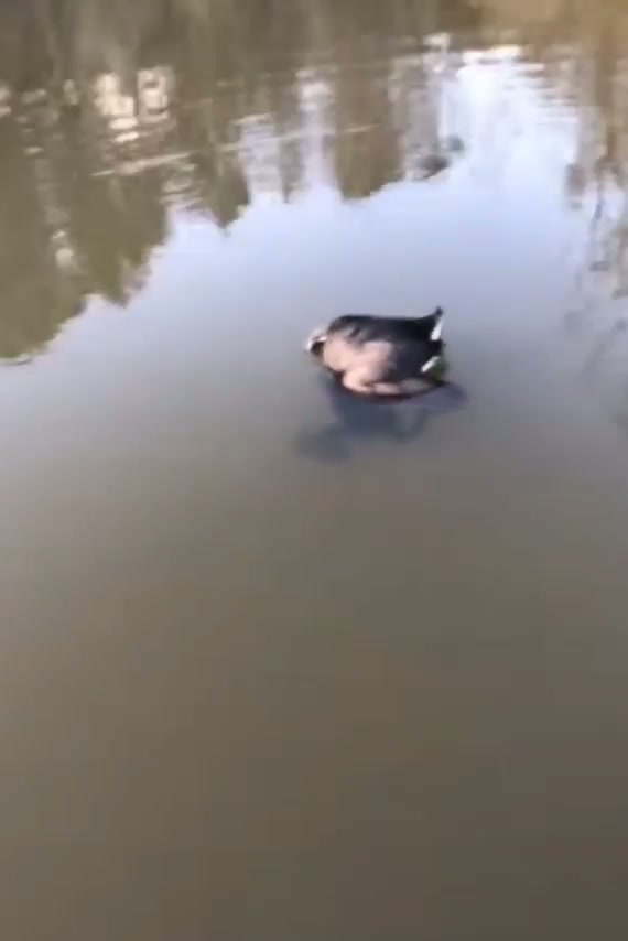 Frog trying to eat a coot - GIF on