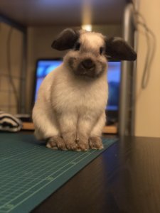 Some bunny loves you. ?❤️