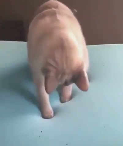 Cat seeing memory foam mattress for the first time - GIF on