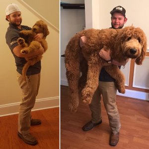 Same dog, just one year apart