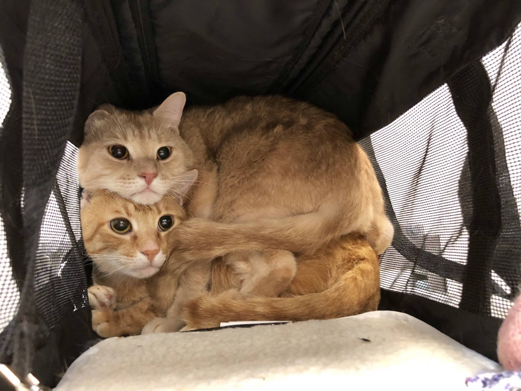 At the vet