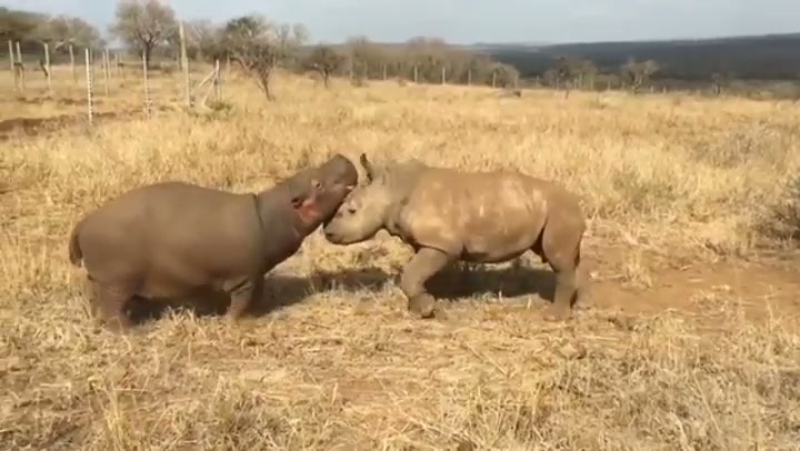 Baby hippo and baby rhino become best friends