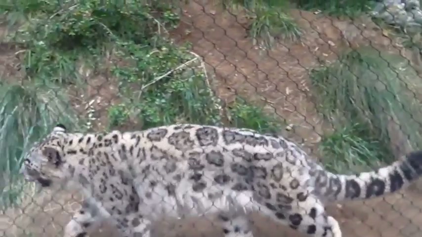 Fierce predator