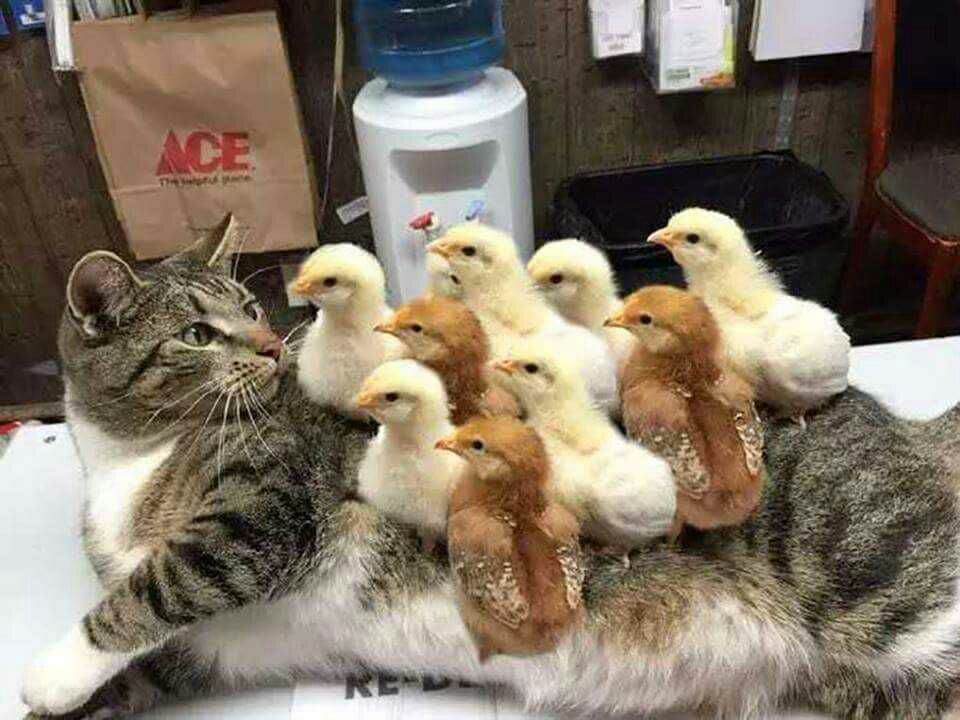CaT sufFERINg FROM a tErrIBLe cASe oF CHICkEnpoX