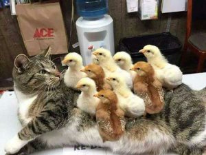 CaT sufFERINg FROM a tErrIBLe cASe oF CHICkEnpoX