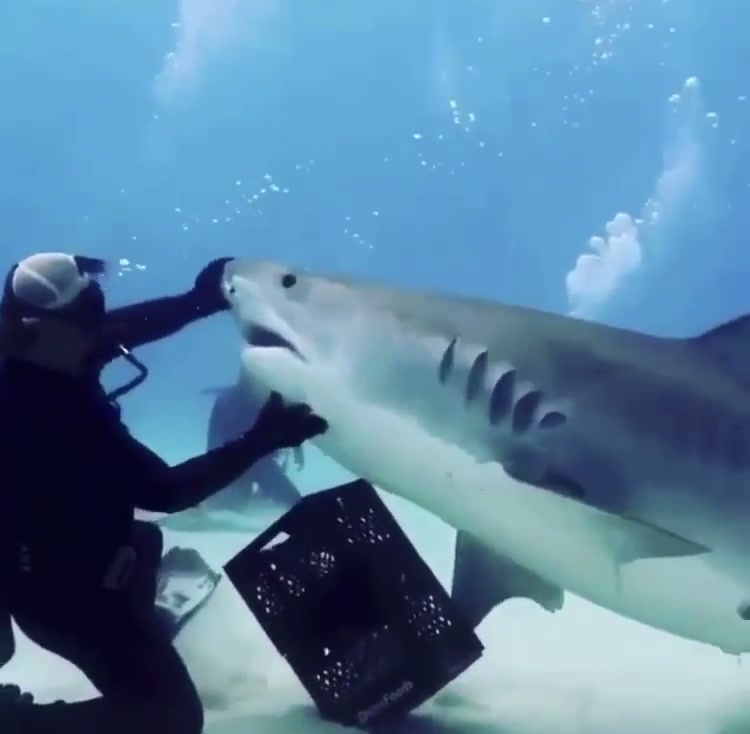 Diver simply denies shark