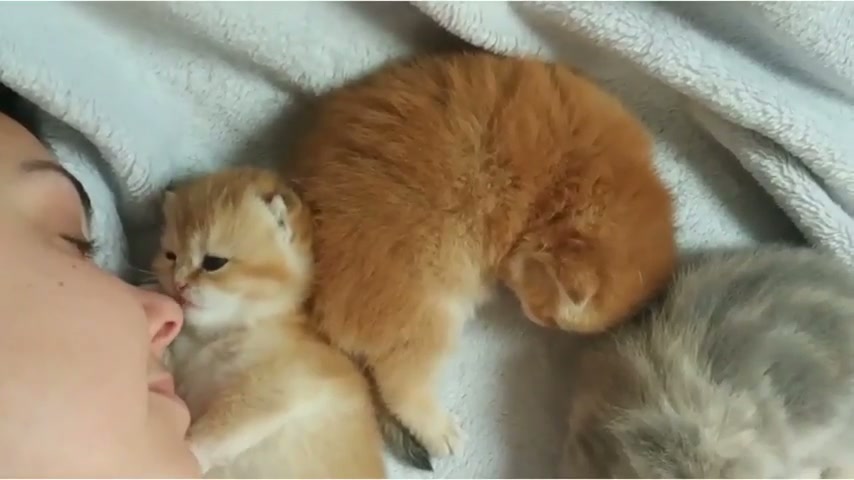 huMAn is EAteN AlivE By A MASSIve LION