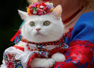 Ukranian cat in traditional dress