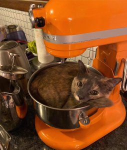 tWiStEd hUmAn bAkEs hIs cAt iNtO A BaTcH Of fUcKiNg cOoKiEs