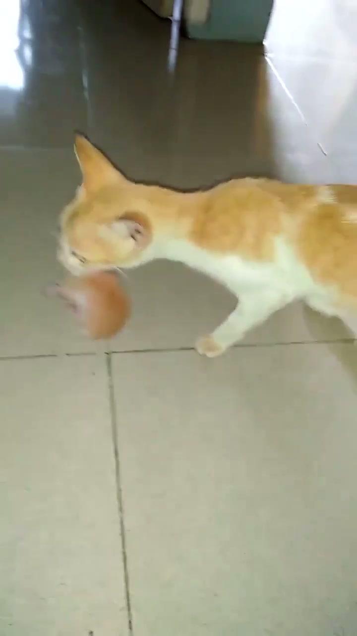 Dad cat brings baby separated from mom back to her...