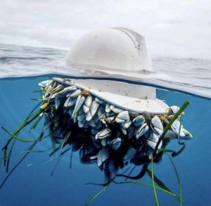 A colony of Goose Barnacles growing under a safety helmet.