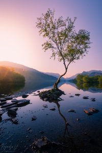 Lone tree, Llyn Padarn, Wales, UK [OC] [3712x5568]