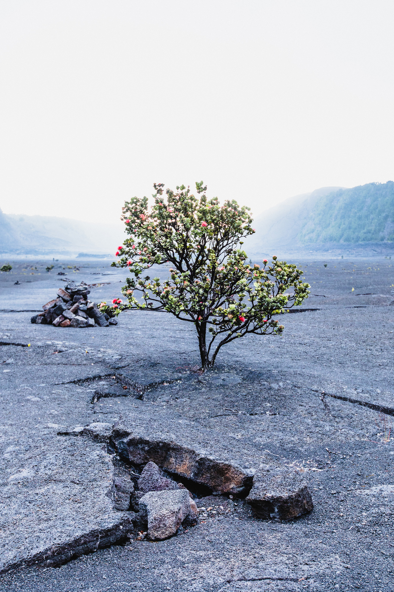 Tree of life - Big Island, Hawaii [2000x1333] [OC]