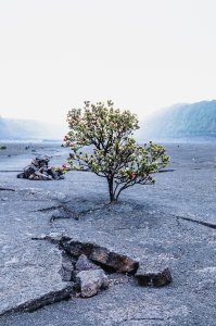 Tree of life - Big Island, Hawaii [2000x1333] [OC]
