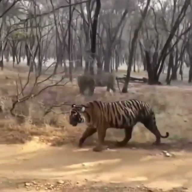 Tigers battling