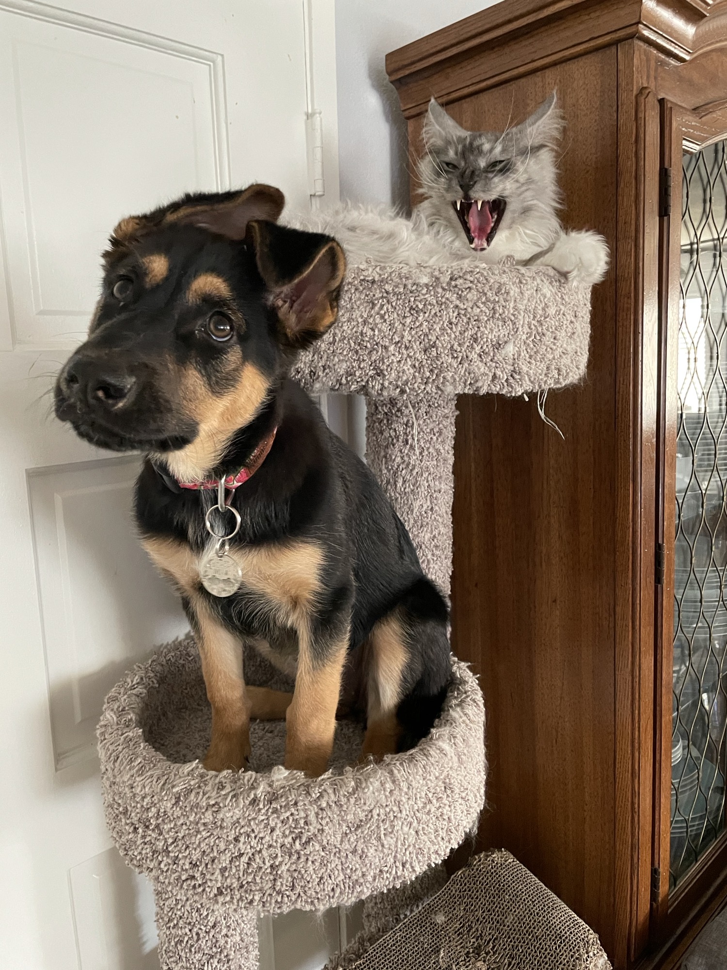 Cat trees aren’t meant for dogs!