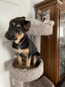 Cat trees aren’t meant for dogs!