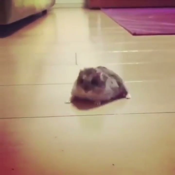 Speedster