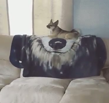 Who you barkin