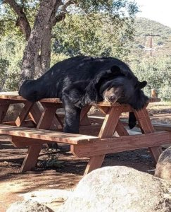 Someone's had a beary rough day?