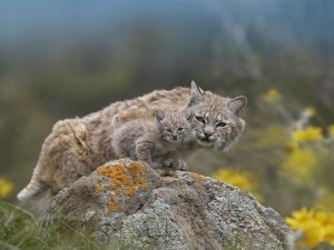 A bobcat and its bobkitten!