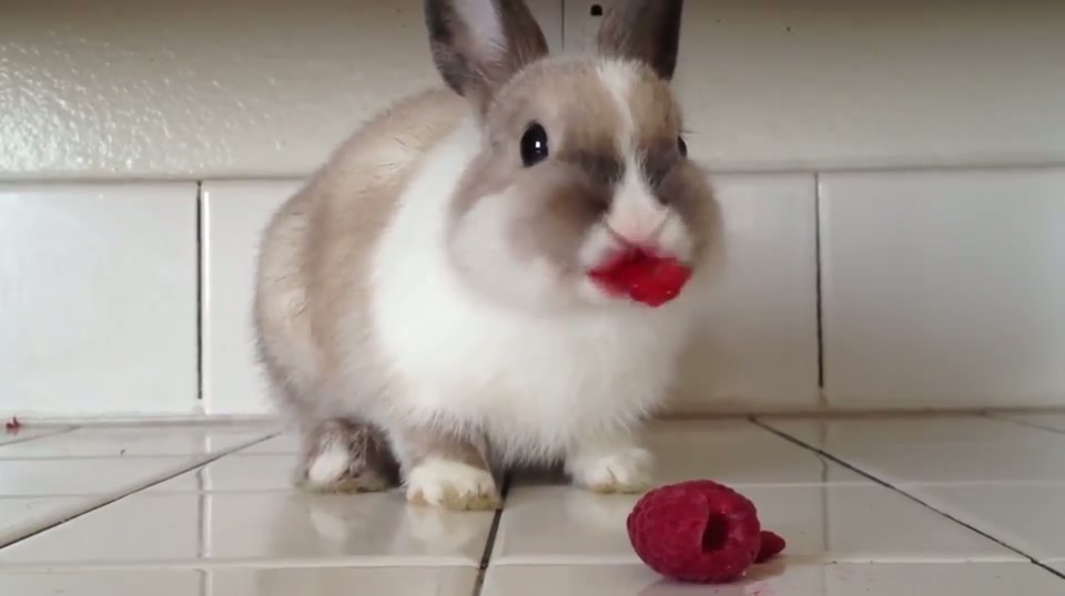 bLoOd tHiRstY AnImAL vIoLeNtLy aTtAcKs iNnOcEnt RAspBeRriEs