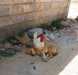 PoOr DoG GeTs fUcKiNg DeStRoYeD BY mAsSIvE CoCK