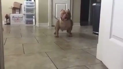 Yes, you are a good boy! - GIF on