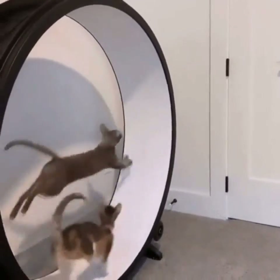 sICk FUcKEr usES CaTS to GeNeRaTe eLEcTriCitY