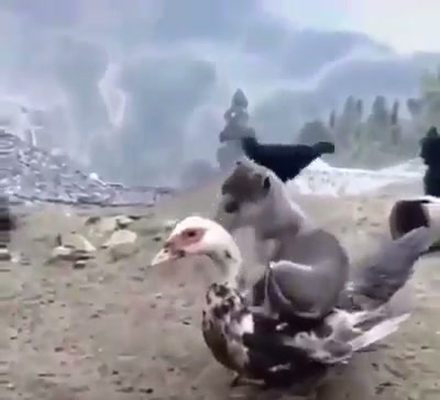 Dog and duck.